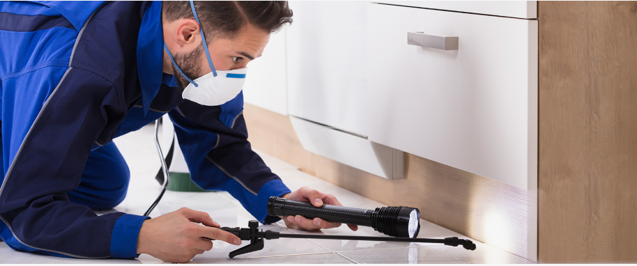 Lemoore pest xpert removal